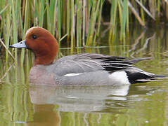 Eurasian Wigeon