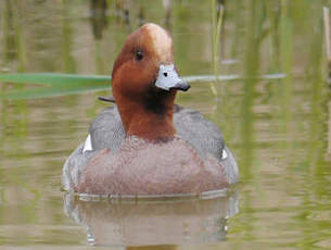 Canard siffleur