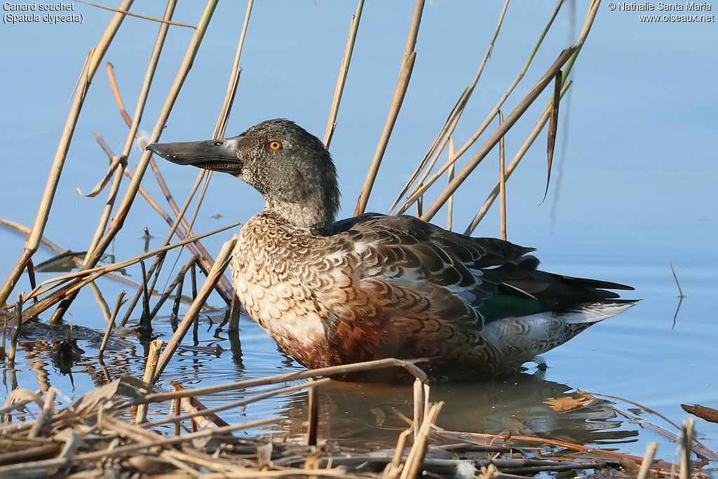 Canard souchet mâle adulte internuptial, identification