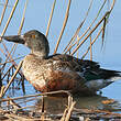 Canard souchet