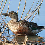 Canard souchet