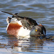 Canard souchet