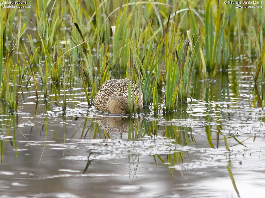 Northern Shoveler female adult, habitat, swimming, fishing/hunting