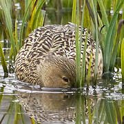 Canard souchet