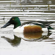 Canard souchet