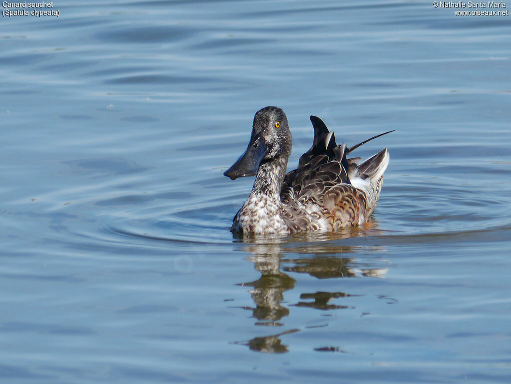 Canard souchet mâle subadulte, identification, mue, nage, Comportement