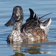 Canard souchet