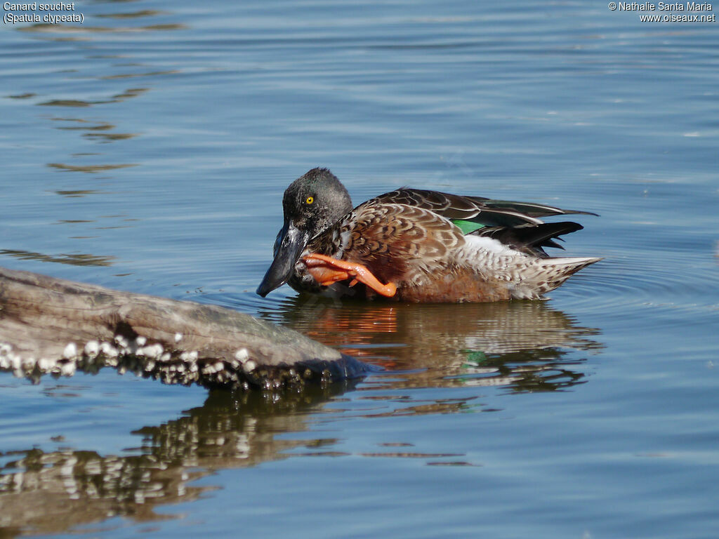 Northern Shoveler male adult post breeding, identification, moulting, care, Behaviour