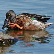 Canard souchet