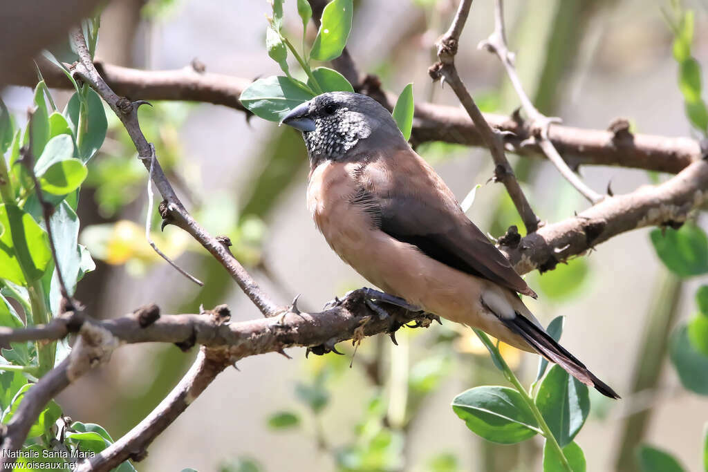 Grey-headed Silverbilladult, identification