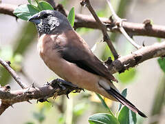 Grey-headed Silverbill