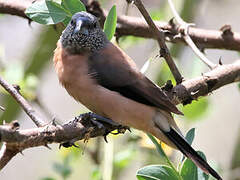 Grey-headed Silverbill