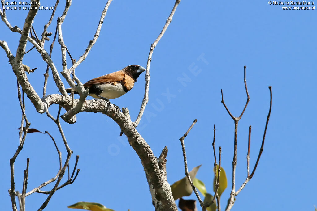 Chestnut-breasted Mannikinadult, identification