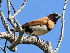 Chestnut-breasted Mannikin