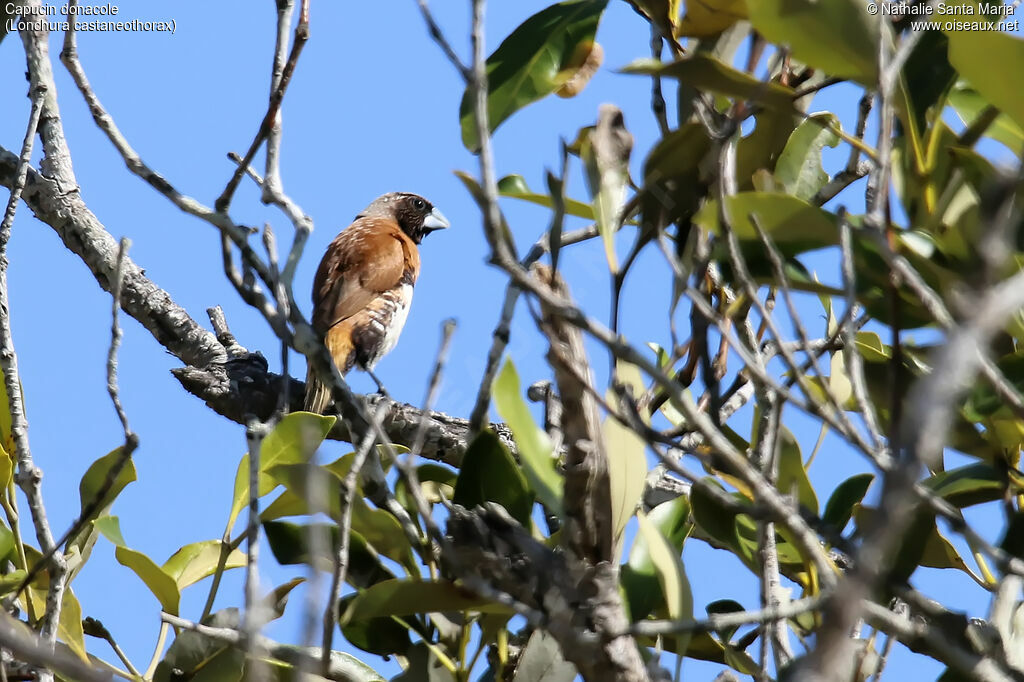 Capucin donacoleadulte, habitat