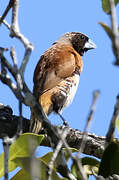 Chestnut-breasted Mannikin