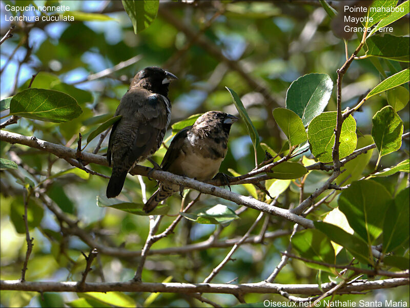 Bronze Mannikinadult, habitat, Reproduction-nesting, Behaviour