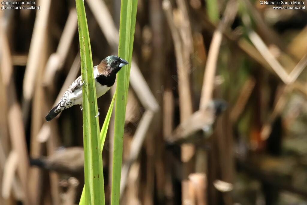 Bronze Mannikinadult, identification, habitat, mating., Reproduction-nesting, Behaviour