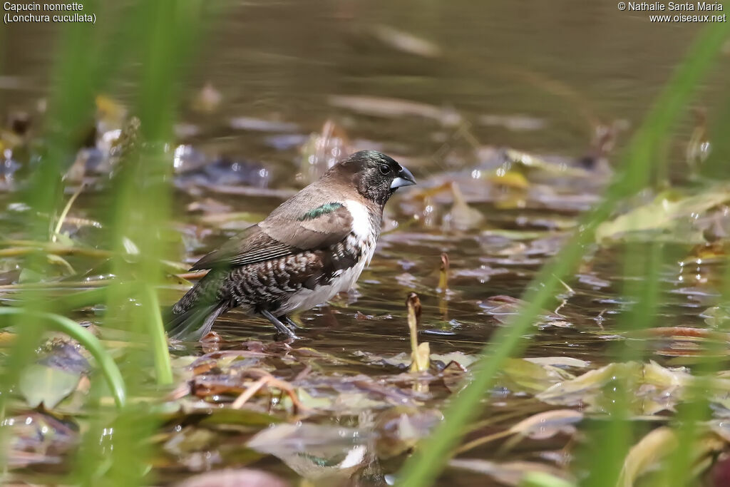 Bronze Mannikinadult, identification, habitat