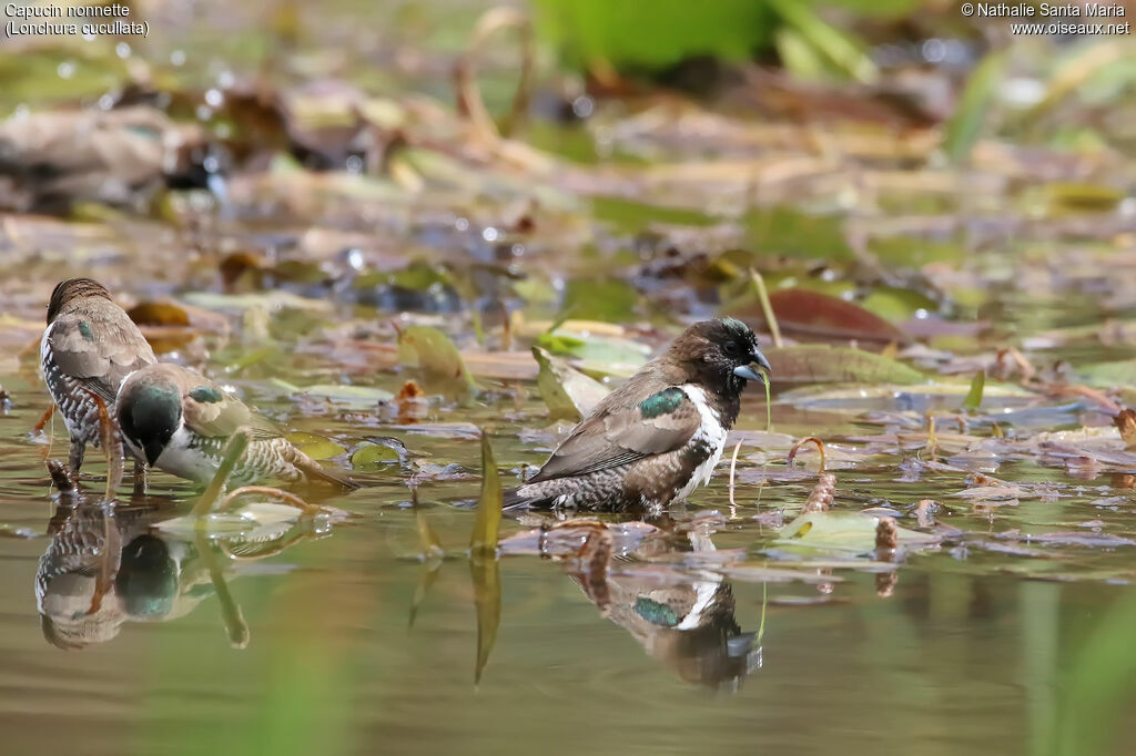 Bronze Mannikinadult, identification, habitat, eats