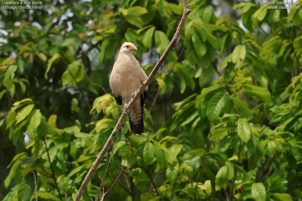Caracara à tête jaune