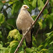 Caracara à tête jaune