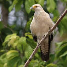 Caracara à tête jaune