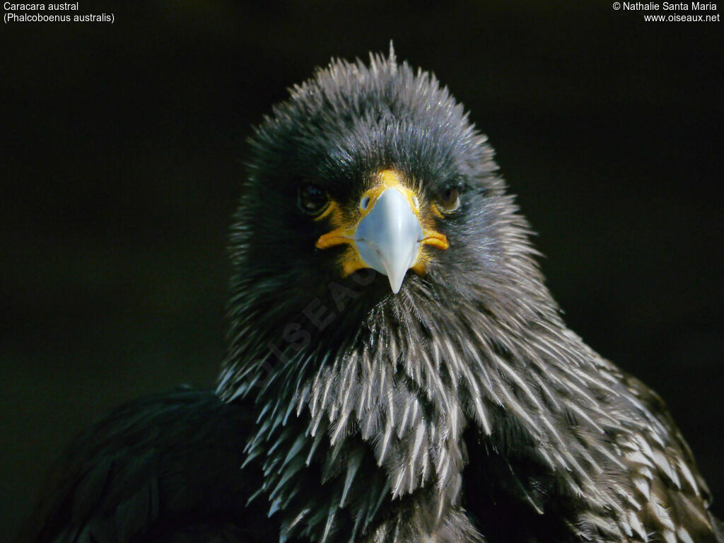 Striated Caracaraadult, identification, close-up portrait