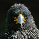 Caracara austral