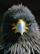 Striated Caracara