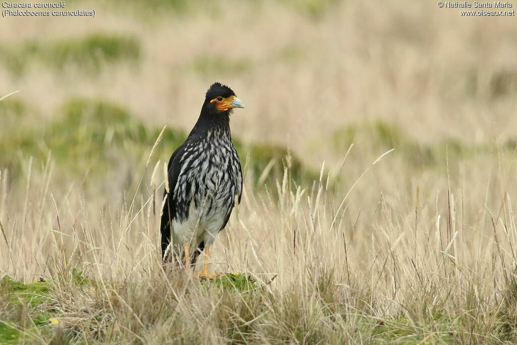 Caracara caronculéadulte, identification