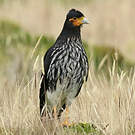 Caracara caronculé