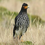 Caracara caronculé