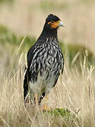 Caracara caronculé