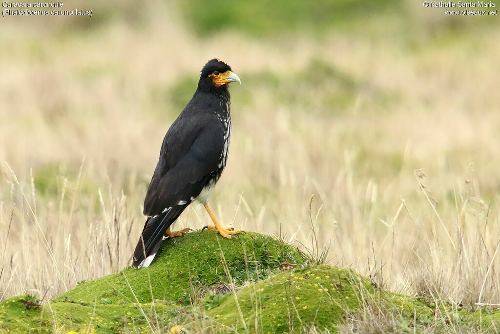 Caracara caronculéadulte, identification