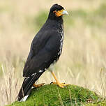 Caracara caronculé