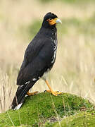 Caracara caronculé