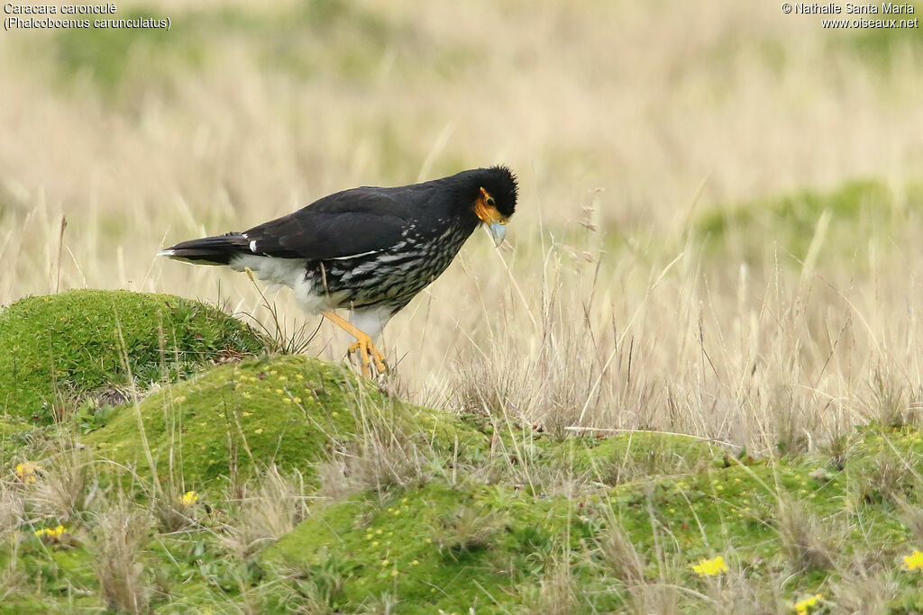 Caracara caronculéadulte, identification, marche