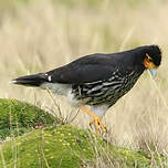 Caracara caronculé