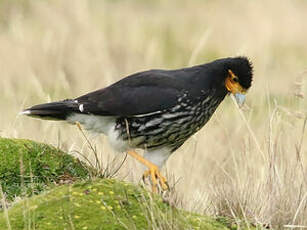 Caracara caronculé