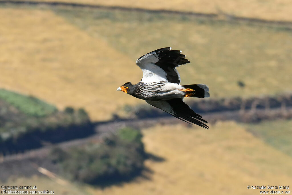 Caracara caronculéadulte, Vol