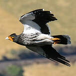 Caracara caronculé