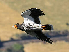 Carunculated Caracara