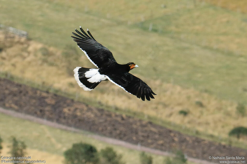 Caracara caronculéadulte, Vol