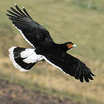 Caracara caronculé