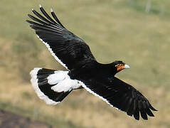 Carunculated Caracara