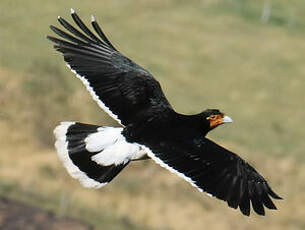 Caracara caronculé