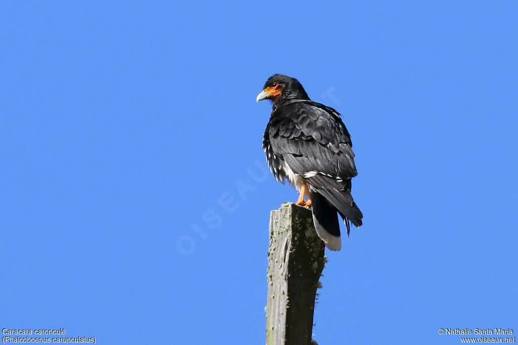 Carunculated Caracaraadult, identification