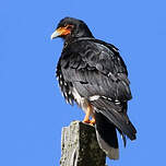 Caracara caronculé