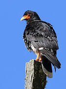 Carunculated Caracara